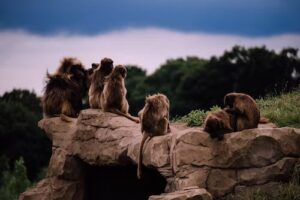 Baboon Species and Classification