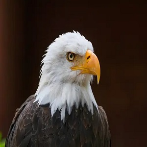 Bald Eagles