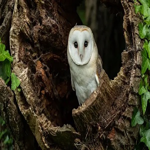 Barn Owls