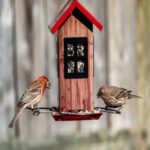 Best Bird Feeders For Small Birds 7 Different Types Of Feeders For Your Garden