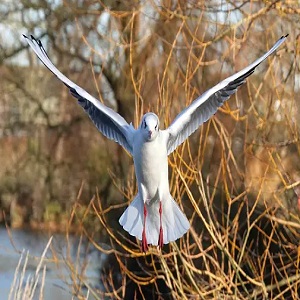 Birding Hotspots for Observing Hovering Birds