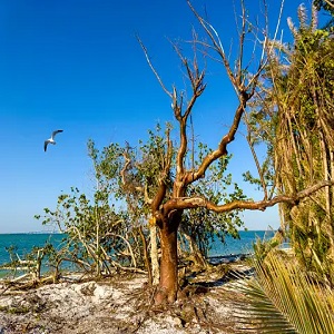 Birds and Hot Weather: How They Handle Heat