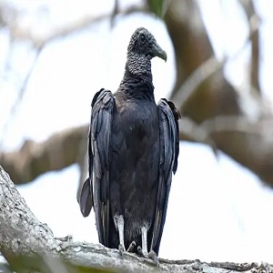 Black Vulture