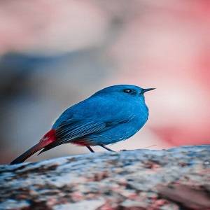 Bluebird Meaning: Symbolism And Significance, 7 Amazing Facts