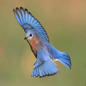 Bluebirds in Culture and Religion