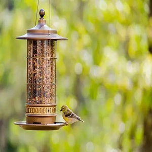 Brome Squirrel Buster Legacy Bird Feeder