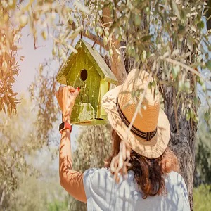 Building Your Bird House