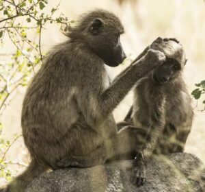 Conservation Status of Baboons