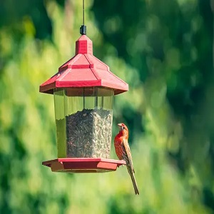 DesGully Bird Feeders for Outside Wild Birds