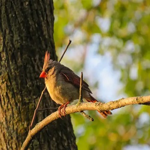 Discover the most common backyard birds found throughout Michigan