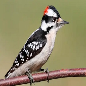 Downy Woodpecker (Picoides Pubescens)