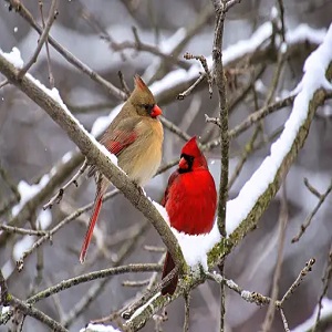 Feathered Messengers: What Cardinals Symbolize in Folklore