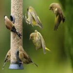 Best Deer Proof Bird Feeder For Your Garden [2023]