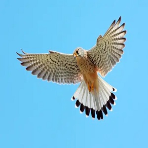 Hovering Raptors: Kestrels and Harriers