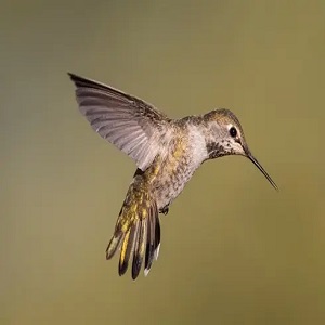 Hovering in the Tropics: Sunbirds and Swifts