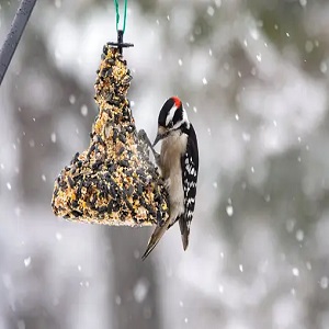 How To Attract Woodpeckers With Food