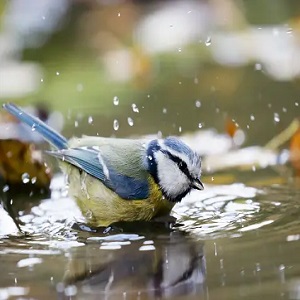 Hydration Matters: Importance of Water for Birds in Hot Weather