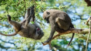 Interesting Facts about Baboons