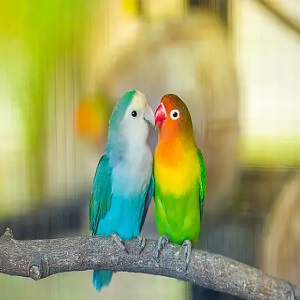 Love Birds