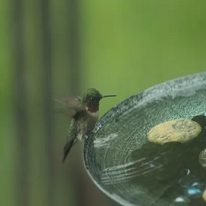 Maintaining Clean and Safe Bird Baths for Hummingbirds