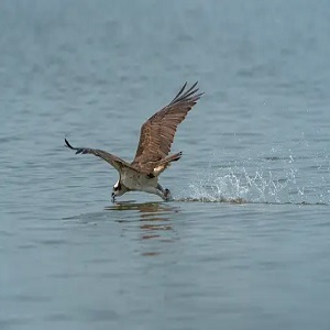 Maintaining a Healthy Weight in Summer: Strategies to Keep Birds Cool