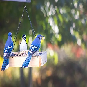 Mosloly Mealworms Bird Feeders