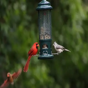 Nature’s Rhythm Bird Feeder