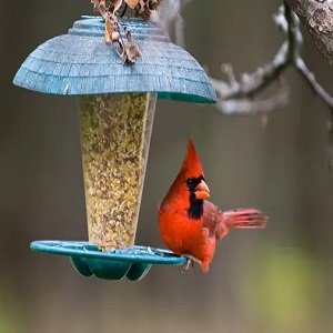 Perky-Pet Squirrel-Be-Gone Max Bird Feeder