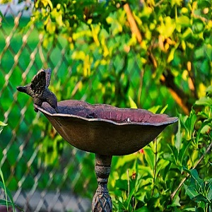 Placement and Location Tips for Hummingbird Bird Baths