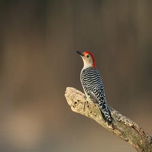 Red-headed Woodpecker (Melanerpes erythrocephalus)