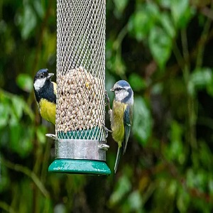 SEWANTA Squirrel Resistant Bird Feeder