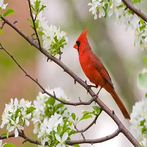 Seeing Red: The Hidden Messages of a Cardinal Sighting