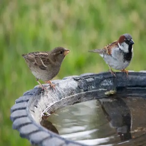 Seeking Shade and Water