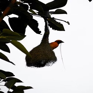 Selecting Bird-Resistant Plants 