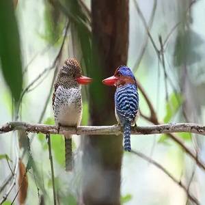 Small Black Birds With White Bellies Meet 15 Fascinating Species