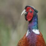 South Dakota State Bird: Ring-Necked Pheasant – Fun Facts & More! [2023]