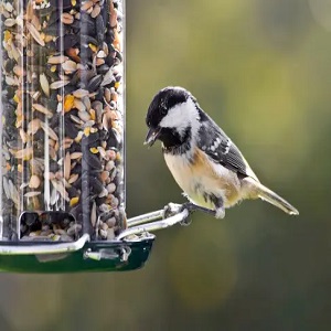 Squirrel-Be-Gone Max Large Wild Bird Feeder with Flex ports