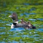 State Bird Of Minnesota: 10 Amazing Facts About The Common Loon