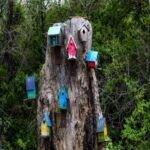 The Best Wood For Bird Houses: A Comprehensive Guide [2023]