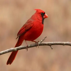 The Cardinal's Mystical Presence: Unraveling Its Symbolism