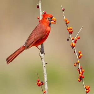 The Cardinal's Visit: Interpreting Its Symbolic Messages