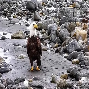 The Curious Habit of Birds: Why Do Birds Eat Rocks? 