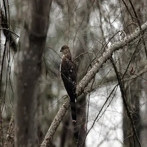 The Evolution of Stealthy Birds