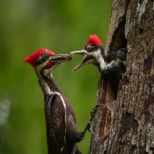 Fascinating Woodpeckers In Louisiana: A Guide To The Species And Their Habitat [2023]