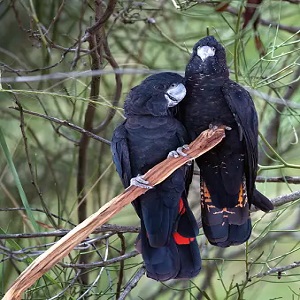 Birds That Mate For Life: 12 Famous Birds Which Pair For Life