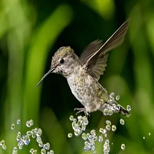 Types of Bird Baths Suitable for Hummingbirds