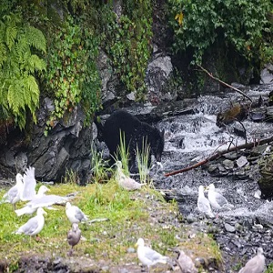 Unearthing the Mystery: A Closer Look at Birds and Their Rock-Eating Behavior