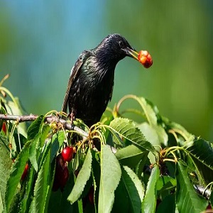 What Are Birds Eating In My Lawn? 13 Most Important Preventing And Addressing Issues