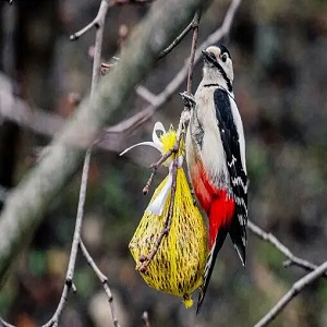 What Do Woodpeckers Eat? 7 Most Important Things