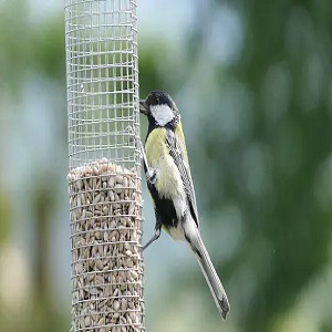 Woodpecker Food Sources A Varied Menu